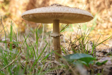 Detail of macrolepiota procera or parasol mushroom foot and ringの写真素材