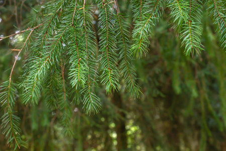 Abies alba or European silver fir evergreen coniferous tree green needle-like foliage