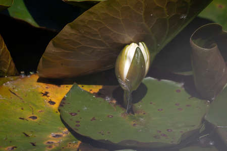 Nymphaea alba known as the European white water lily white floating blooming flower budの写真素材