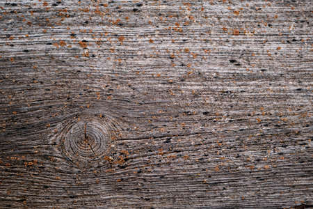 Old weathered knotted wood texture with lichensの写真素材