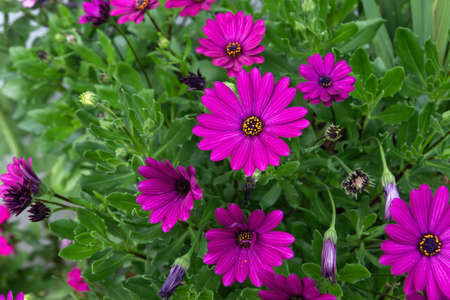 Cape marguerite purple flowers blooming in springの写真素材
