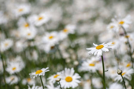 Leucanthemum vulgare, ox-eye daisy white flowers bloomingの写真素材