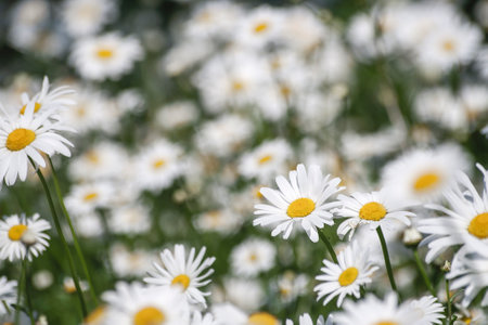 Leucanthemum vulgare, ox-eye daisy white flowers bloomingの写真素材