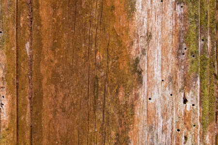 Old rustic weathered wooden texture with damp and woodworm holesの写真素材