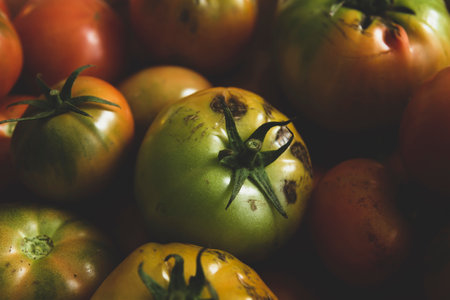 Green and red ripe tomatoes harvest, top viewの写真素材