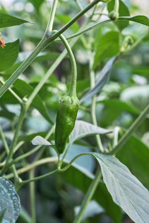 Growing Padron pepper in the kitchen garden, Capsicum annuum, pemento de Herbonの写真素材
