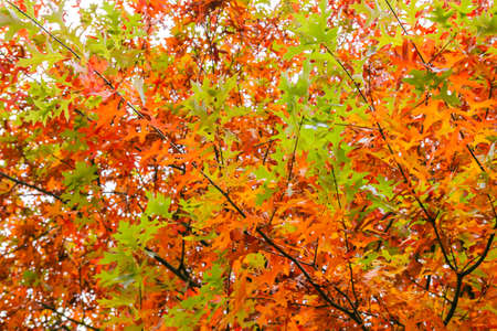 Quercus palustris pin oak tree typical autumnal colorful deciduous foliageの写真素材