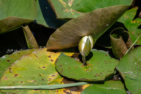Nymphaea alba known as the European white water lily white floating blooming flower budの写真素材