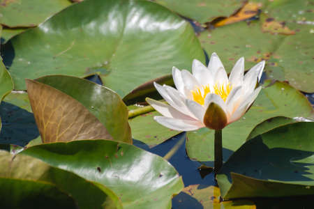 Nymphaea alba known as the European white water lily flower bloomingの写真素材