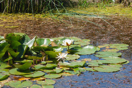 Nymphaea alba known as the European white water lily bloomingの写真素材
