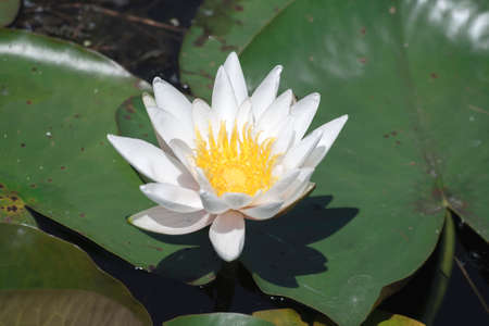 Nymphaea alba known as the European white water lily white floating flower bloomingの写真素材
