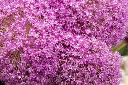 Allium giganteum or giant onion purple flowers close upの写真素材