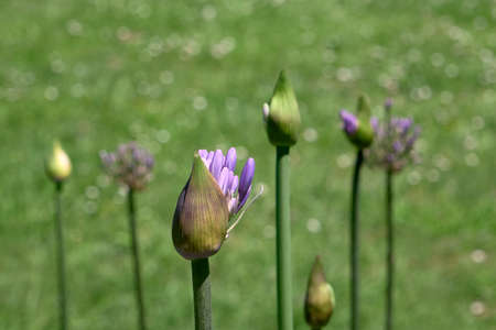 Agapanthus praecox blue lily flower bud bloomingの写真素材