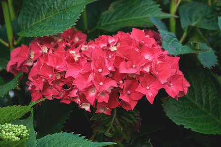 Hydrangea macrophylla hortensia deep pale red pink flowers bloomingの写真素材