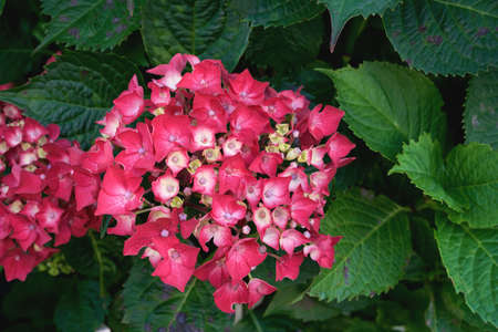 Hydrangea macrophylla hortensia deep pink red fuchsia flowers bloomingの写真素材