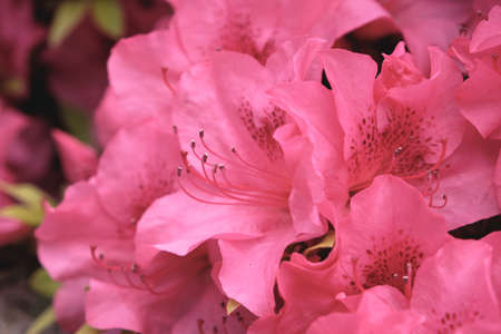 Rhododendron simsii or Azalea pink flowersの写真素材