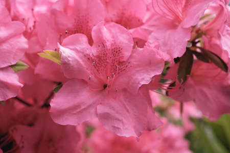 Rhododendron simsii or Azalea pink flowersの写真素材