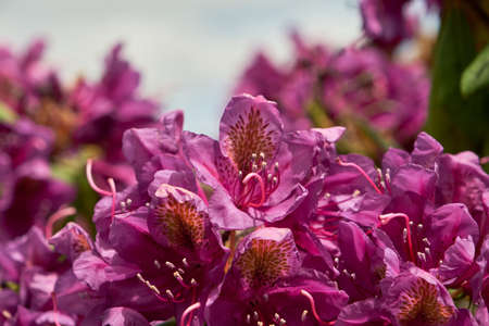 Rhododendron simsii or Azalea pink flowersの写真素材