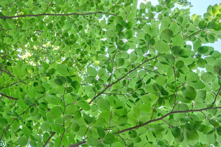 Detail of fagus sylvatica or beech tree green foliageの写真素材