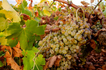 Vitis vinifera grapevine ripe fruits in winemaking farm in La Mancha, Spainの写真素材
