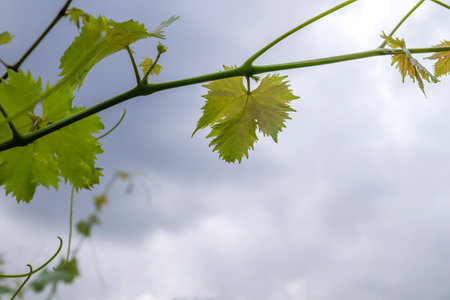 Vitis vinifera grape vine cultivated in making farm vineyard green foliage growing in springの写真素材