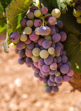 Vitis vinifera grapevine fruits in winemaking farm in La Mancha, Spainの写真素材