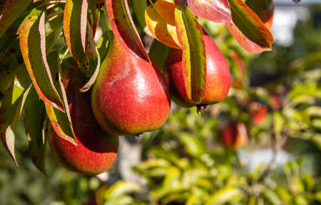 Pyrus communis or european pear tree with ripe delicious red fruits detailの写真素材