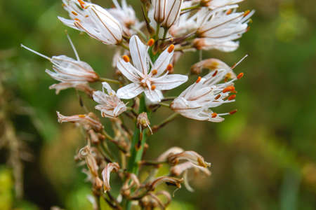 Asphodelus aestivus or summer asphodel white flowers bloomingの写真素材