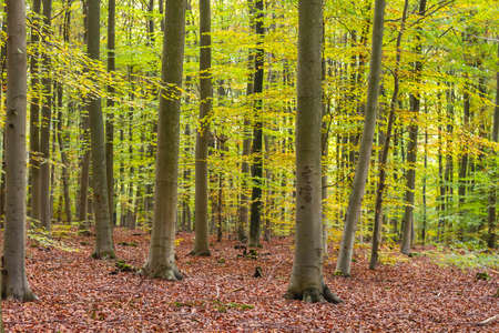 Fagus sylvatica or european beech trees woodland with autumnal colored foliageの写真素材