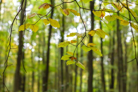 Fagus sylvatica or european beech tree with autumnal colored foliageの写真素材