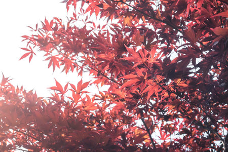 Acer palmatum japanese maple tree red purplish foliageの写真素材
