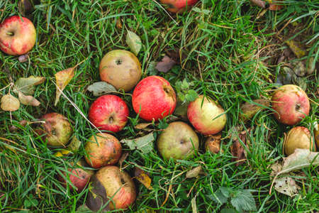 Malus domestica apple trees fallen ripe fruits on the fresh green grassの写真素材
