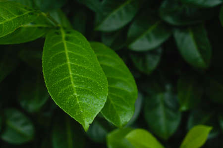 Detail of prunus laurocerasus cherry laurel dark green foliage with wet leavesの写真素材