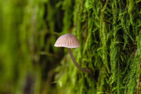 Small mycena mushroon growing on a tree trunk covered by green moss, nature and environmental concept, copy spaceの写真素材