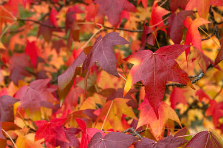 Liquidambar tree colorful autumnal deciduous foliageの写真素材