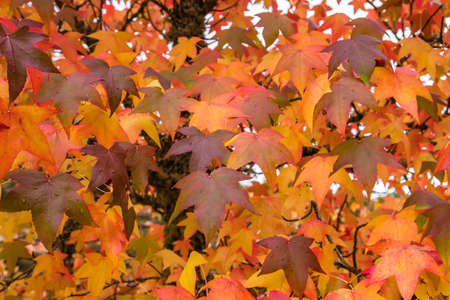 Liquidambar tree with colorful autumnal deciduous foliageの写真素材