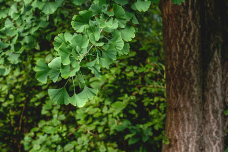 Ginkgo biloba known as Maidenhair tree fresh green leafy foliage in summerの写真素材