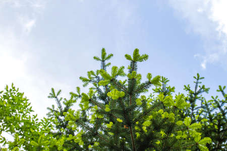Abies albar knos as Silver fir coniferous tree new fresh green needle-like foliageの写真素材
