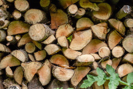 Dry chopped firewood logs stacked in a wood pile