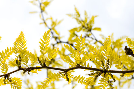 Gleditsia triacanthos inermis Sunburst Thornless Honeylocust bright golden young leaves in late may