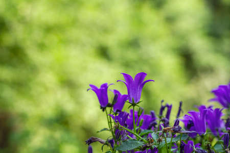 Campanula portenschlagiana, the Dalmatian bellflower with deep purple blooming flowersの写真素材
