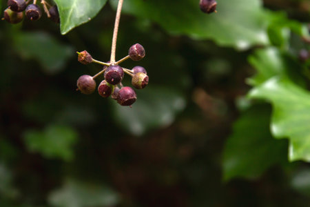 Hedera helix common ivy dark purple poisonois berries close upの写真素材