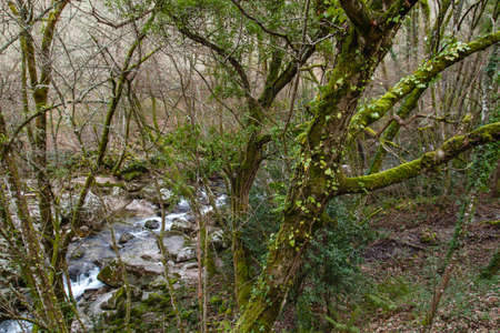 Atlantic forest in Mao River Canyon, Ribeira Sacra, Galicia, Spainの写真素材
