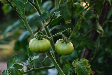 Green unripe tomato plant fruits growing in a hothouseの写真素材