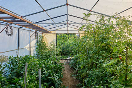 Growing organic food in a greenhouseの写真素材