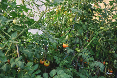 Solanum lycopersicum tomato plants laden with ripening fruitsの写真素材