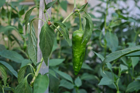 Growing Padron pepper in the kitchen garden, Capsicum annuum, pemento de Herbonの写真素材