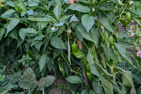 Italian sweet pepper plants with green fruitsの写真素材