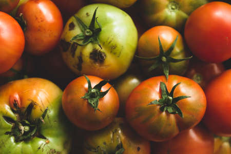 Green and red ripe tomatoes harvest, top viewの写真素材
