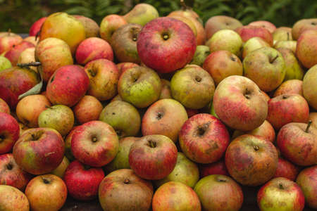 Red, yellow and green ripe fresh apples on a pile after harvestの写真素材